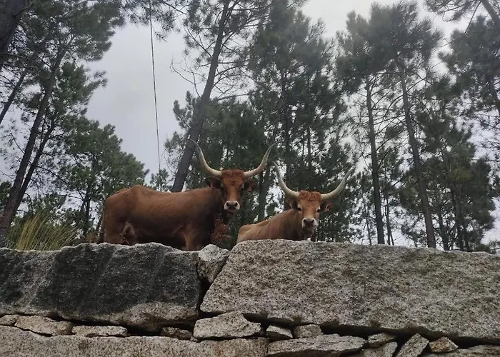 Tatil Evi Casa Do Corgo Bubaces